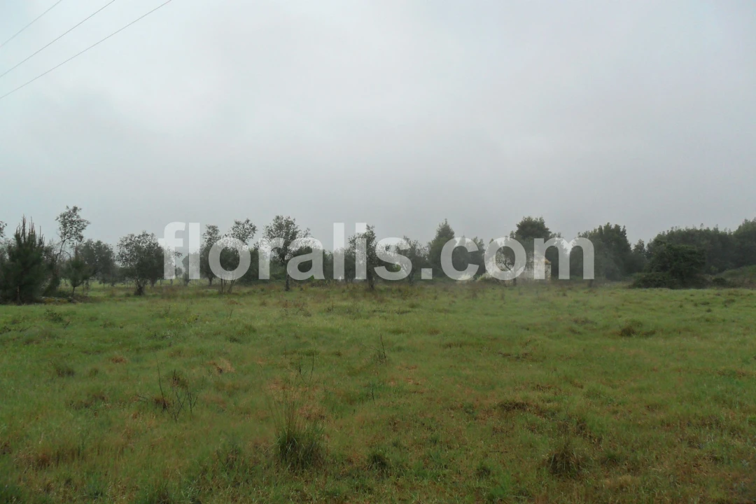 Quinta T0 para Venda em Alcafache Foto 9