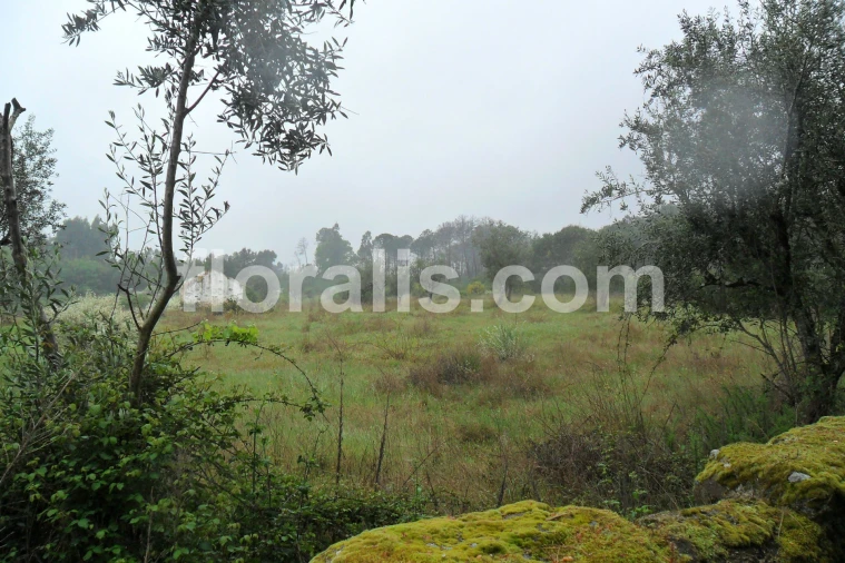 Quinta T0 para Venda em Alcafache Foto 10