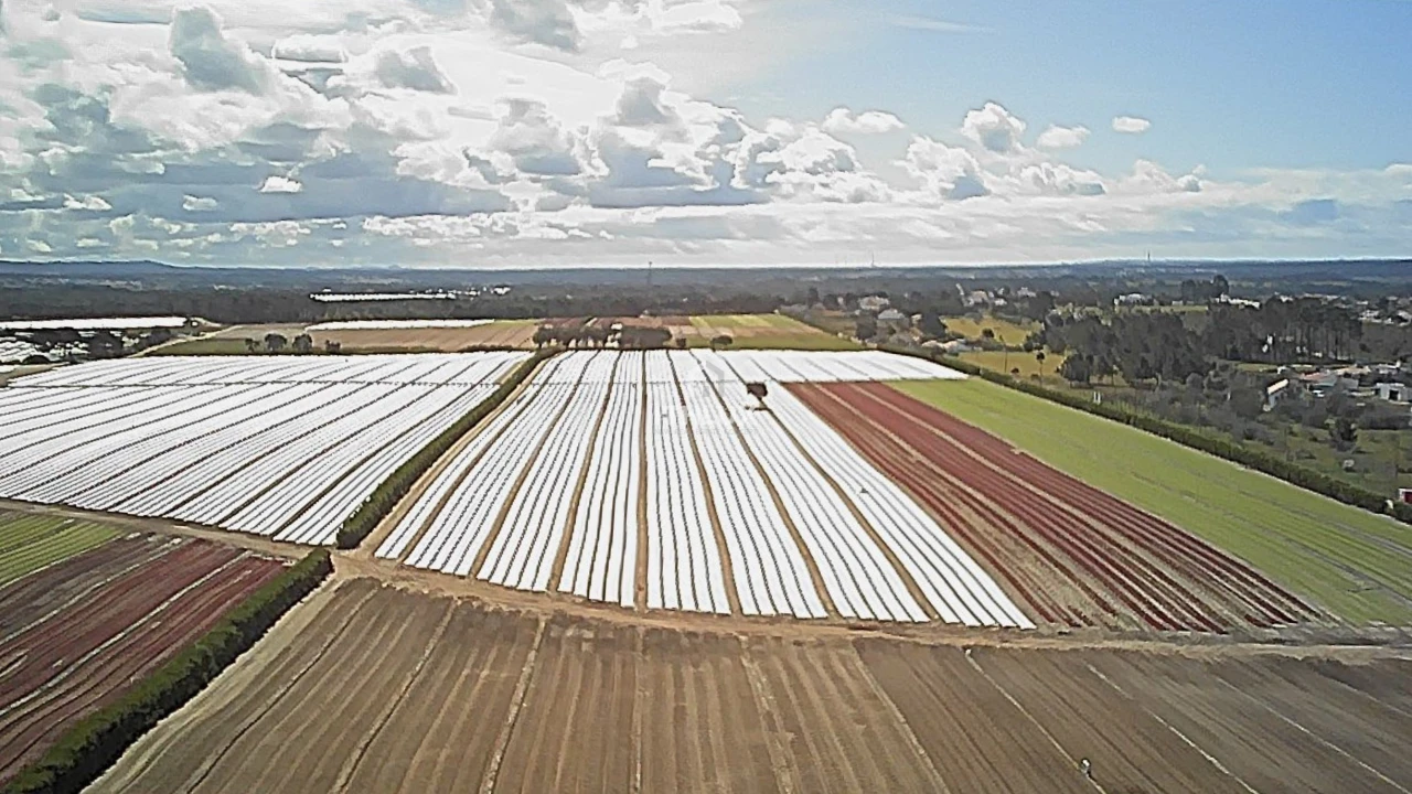 Terreno Agricola ou Rústico para Venda em Santo Andre Foto 8