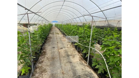 Terreno para Venda em Lagoa e Carvoeiro