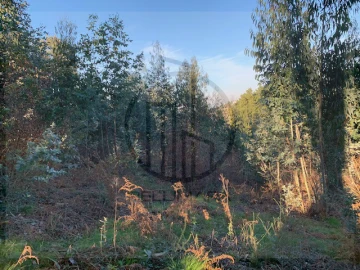 Terreno para Venda em Ferreiros e Gondizalves