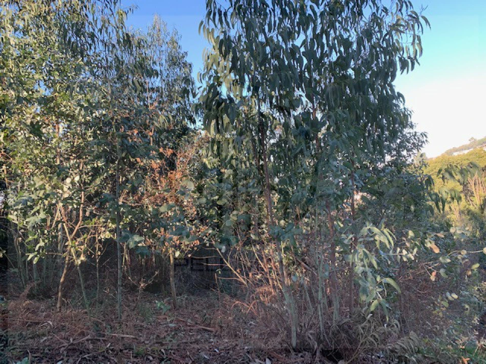Terreno para Venda em Ferreiros e Gondizalves Foto 6