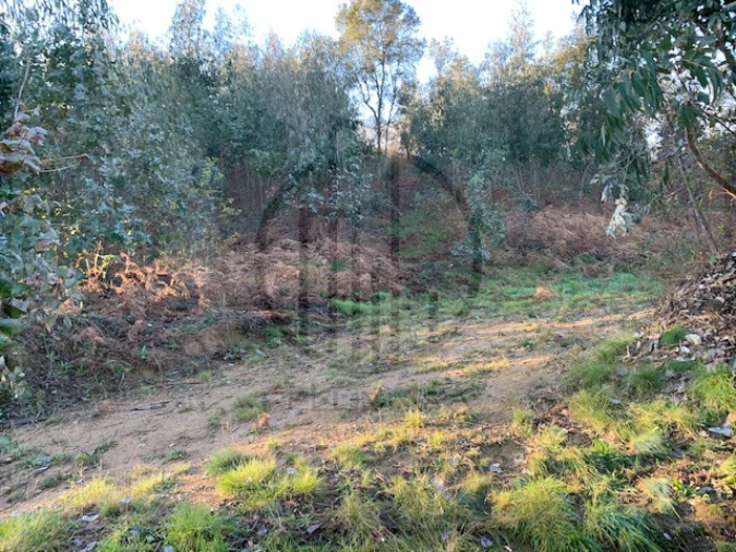 Terreno para Venda em Ferreiros e Gondizalves Foto 10
