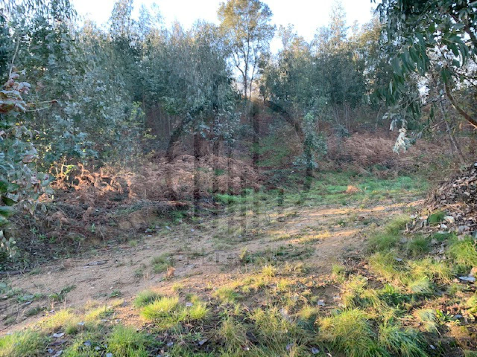 Terreno para Venda em Ferreiros e Gondizalves Foto 10