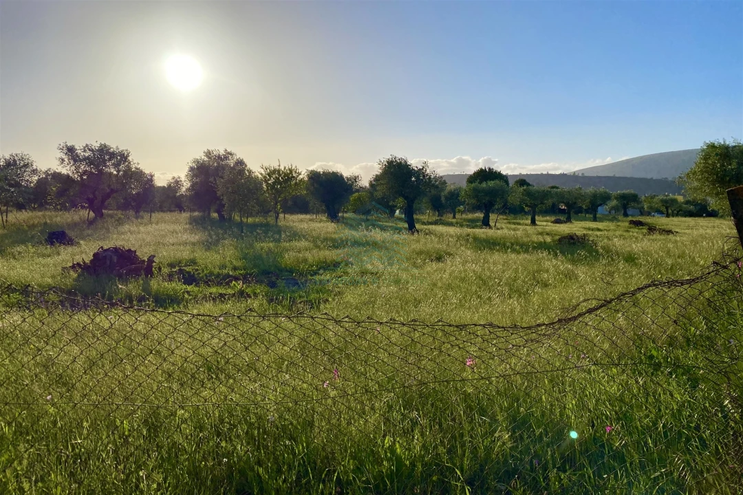 Terreno Agricola ou Rústico para Venda em Zibreira Foto 1