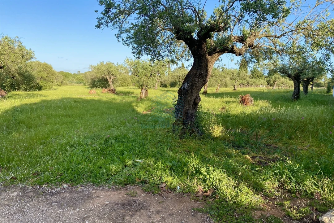 Terreno Agricola ou Rústico para Venda em Zibreira Foto 5