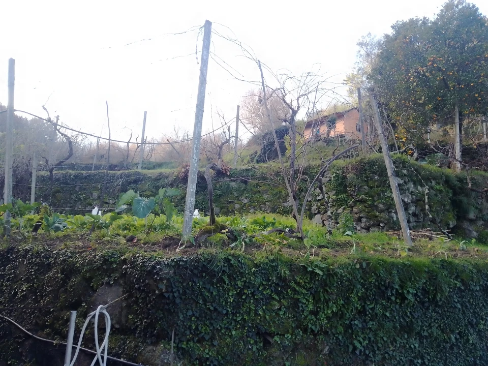 Terreno Agricola ou Rústico para Venda em Cinfães Foto 2