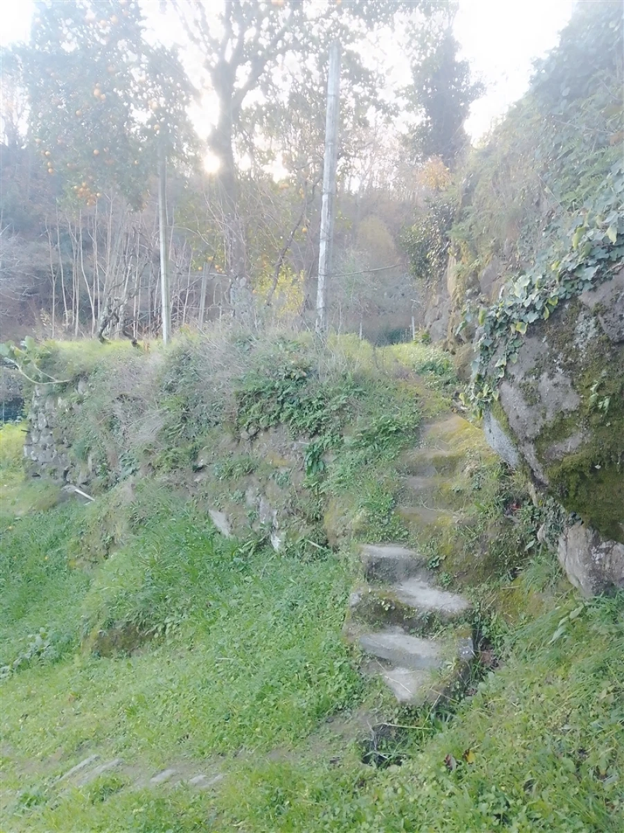 Terreno Agricola ou Rústico para Venda em Cinfães Foto 5