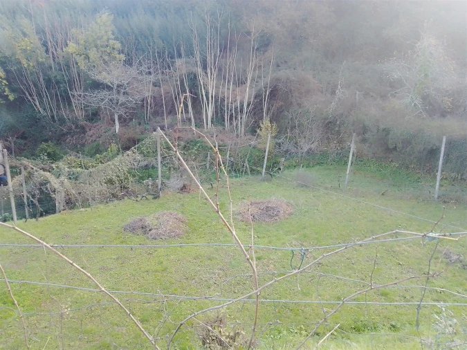 Terreno Agricola ou Rústico para Venda em Cinfães Foto 13
