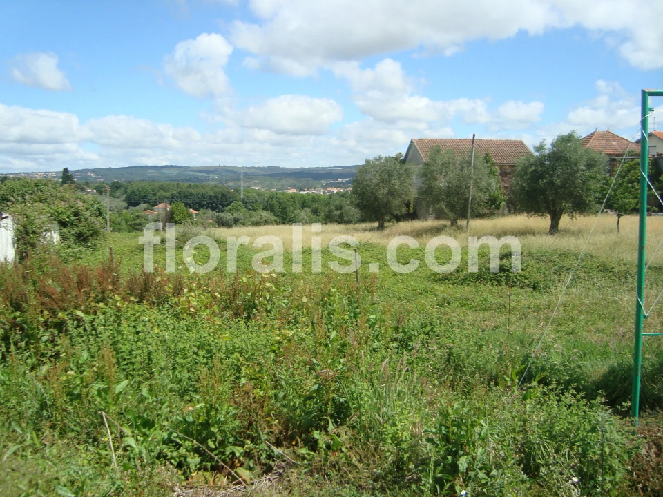 Terreno para Venda em Rio de Loba Foto 2