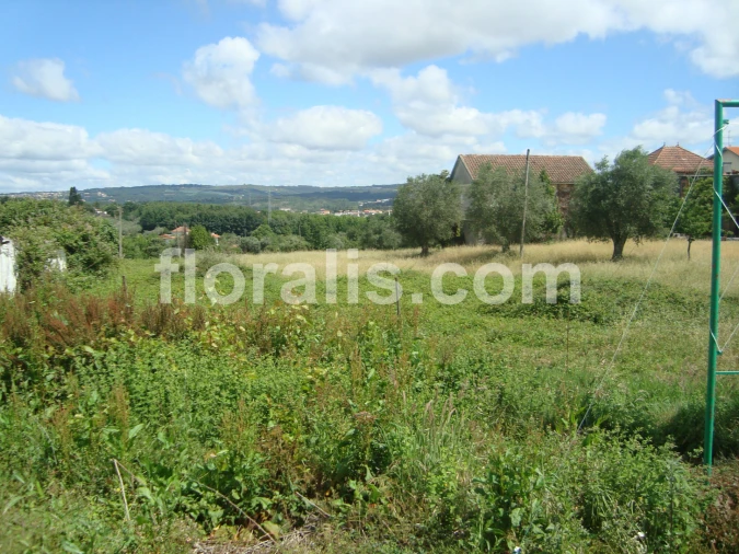Terreno para Venda em Rio de Loba Foto 2