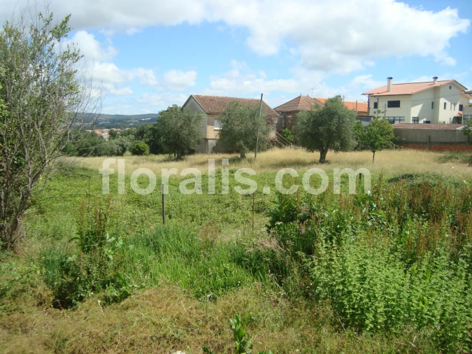 Terreno para Venda em Rio de Loba Foto 3