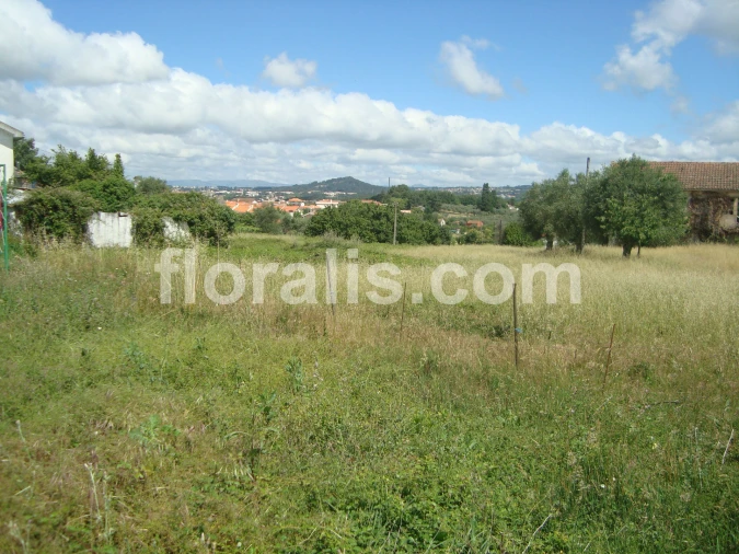 Terreno para Venda em Rio de Loba Foto 5