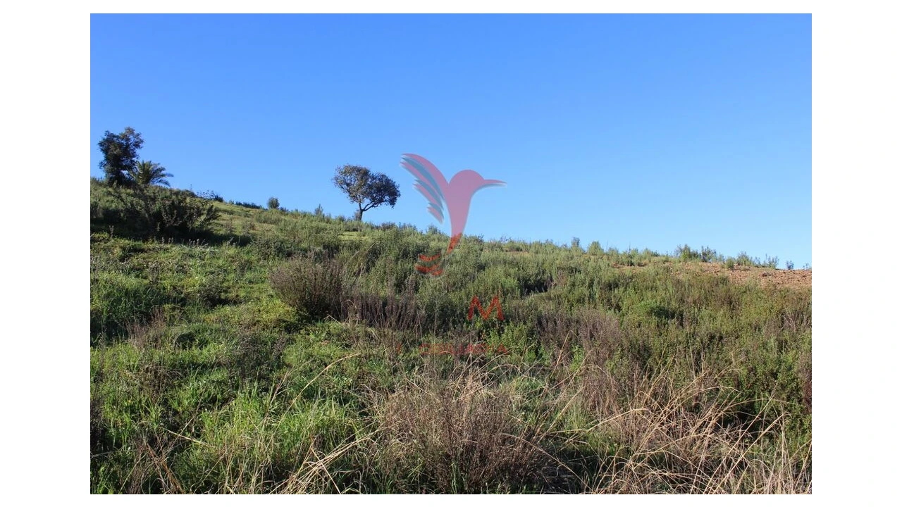 Terreno para Venda em São Bartolomeu de Messines Foto 2