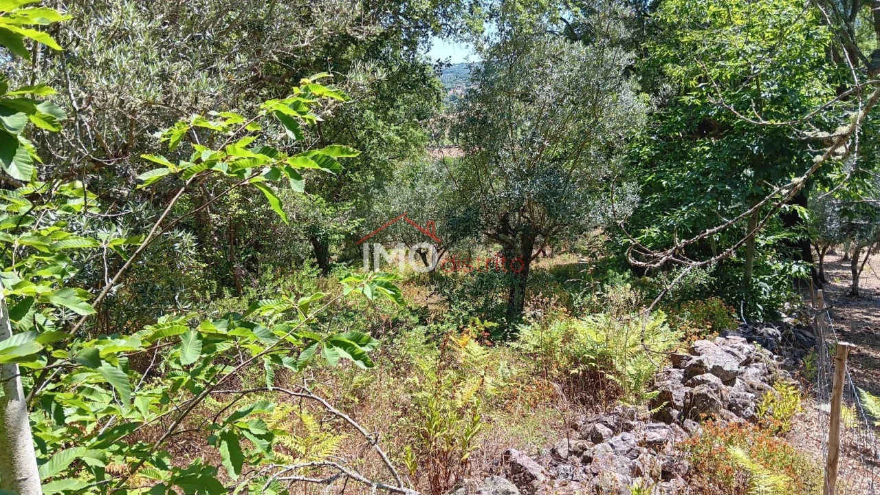 Terreno Agricola ou Rústico para Venda em São Salvador da Aramenha Foto 13