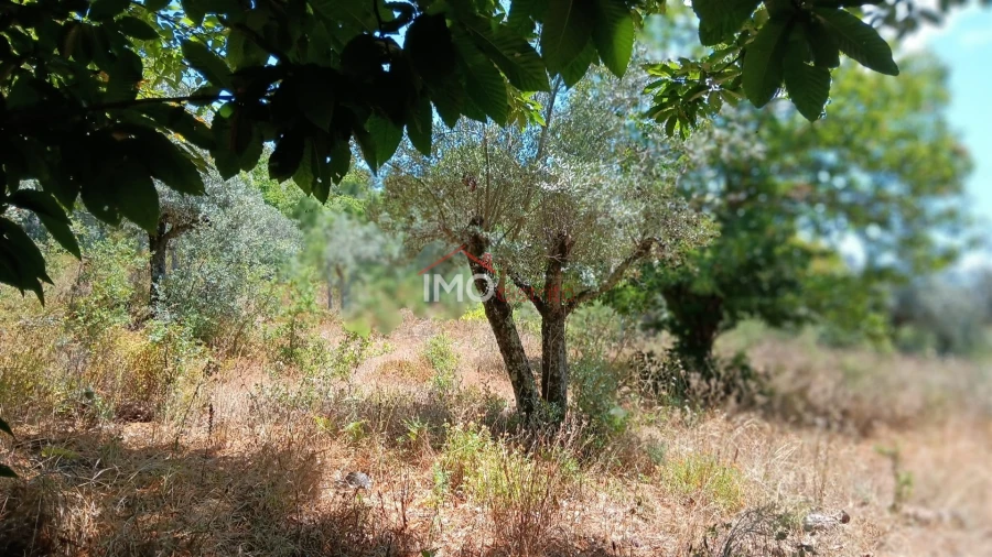 Terreno Agricola ou Rústico para Venda em São Salvador da Aramenha
