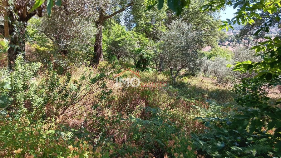 Terreno Agricola ou Rústico para Venda em São Salvador da Aramenha Foto 11