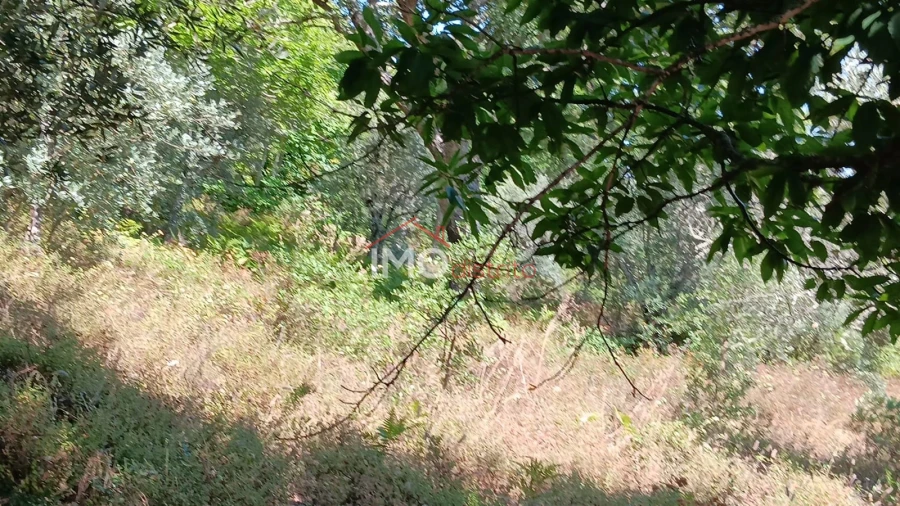 Terreno Agricola ou Rústico para Venda em São Salvador da Aramenha Foto 8