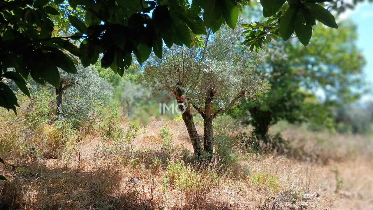 Terreno Agricola ou Rústico para Venda em São Salvador da Aramenha Foto 1