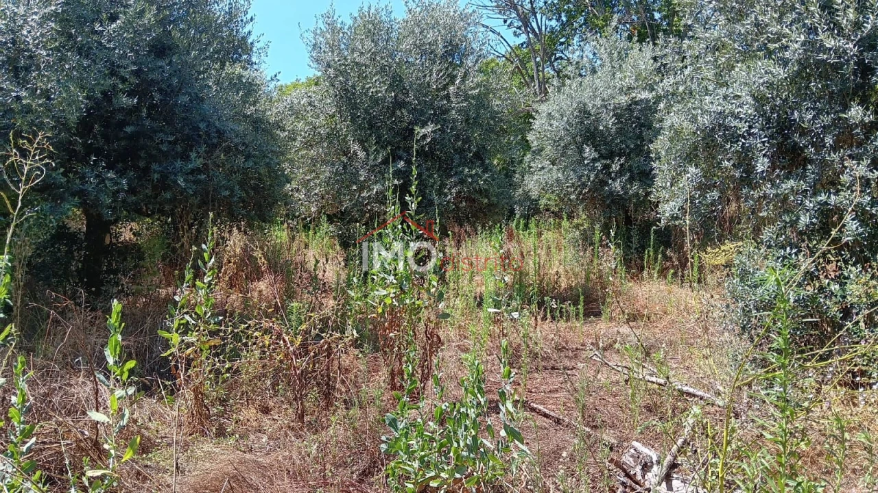 Terreno Agricola ou Rústico para Venda em São Salvador da Aramenha Foto 6