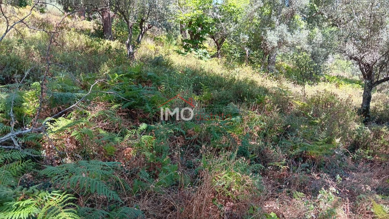 Terreno Agricola ou Rústico para Venda em São Salvador da Aramenha Foto 10