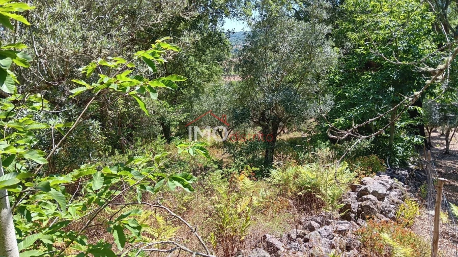 Terreno Agricola ou Rústico para Venda em São Salvador da Aramenha