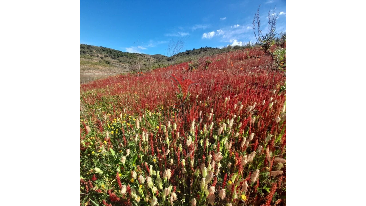 Terreno para Venda em Odeleite Foto 5