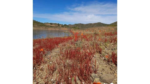 Terreno para Venda em Odeleite