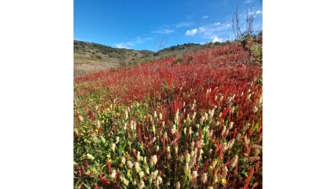 Terreno para Venda em Odeleite