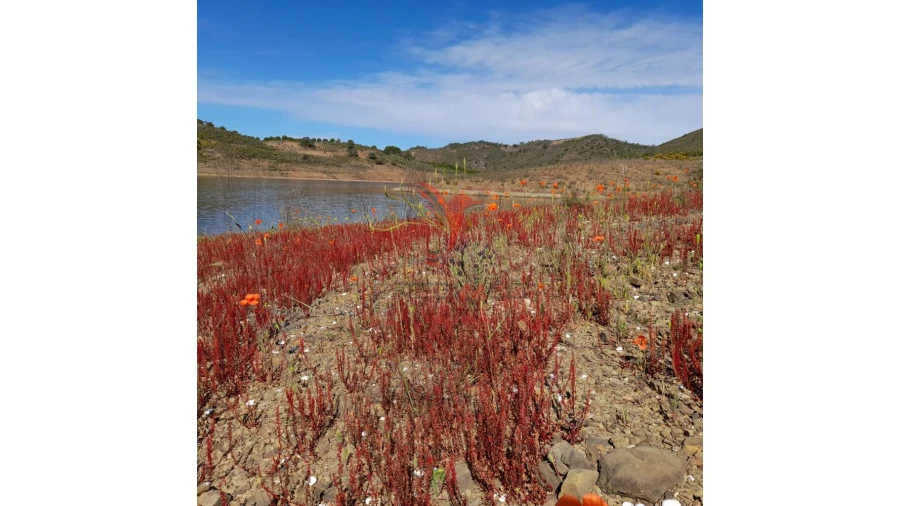 Terreno para Venda em Odeleite Foto 3