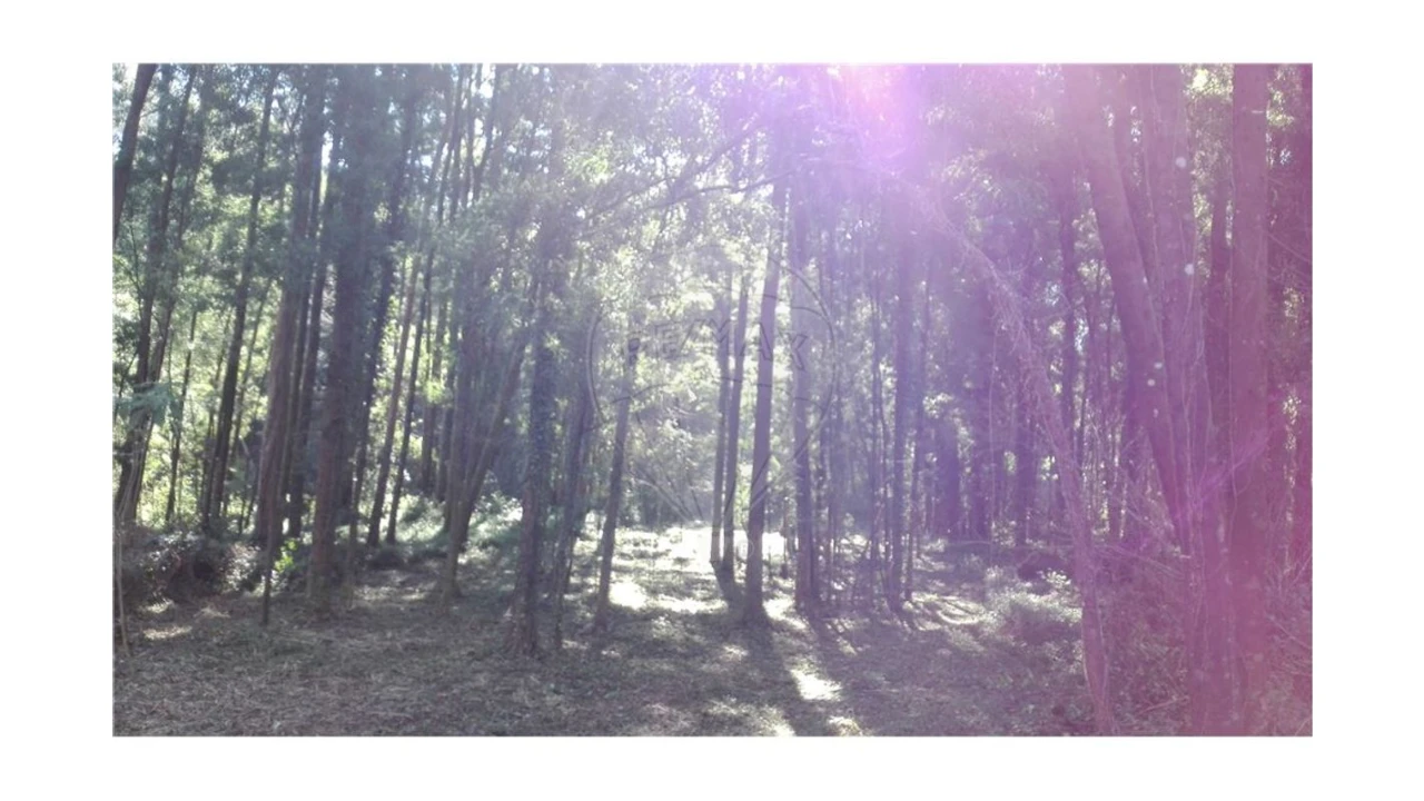 Terreno para Venda em Anta e Guetim Foto 4