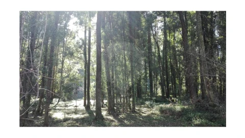 Terreno para Venda em Anta e Guetim