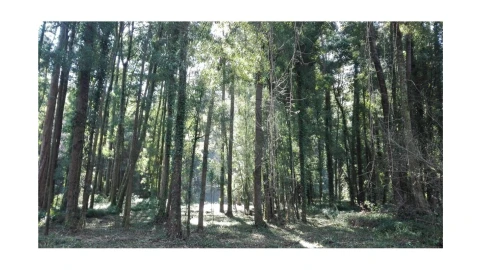Terreno para Venda em Anta e Guetim