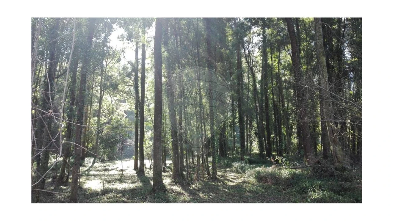 Terreno para Venda em Anta e Guetim Foto 2