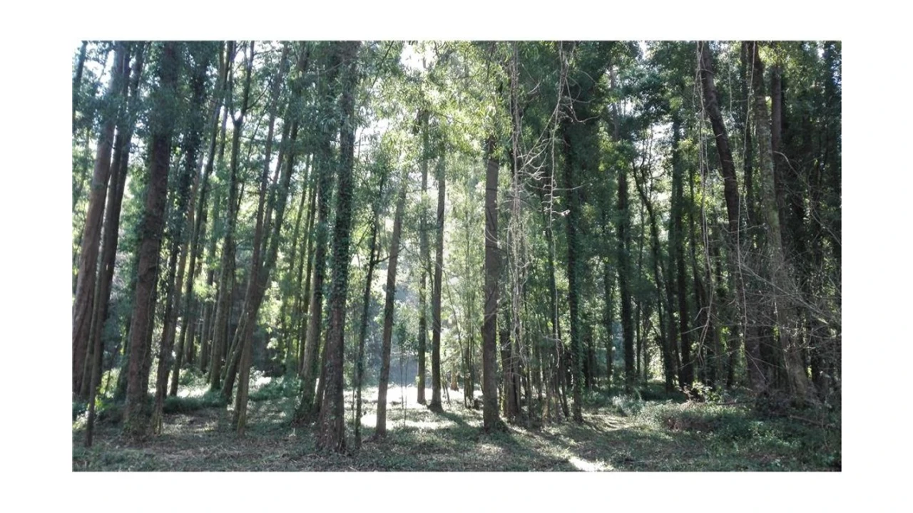 Terreno para Venda em Anta e Guetim Foto 3