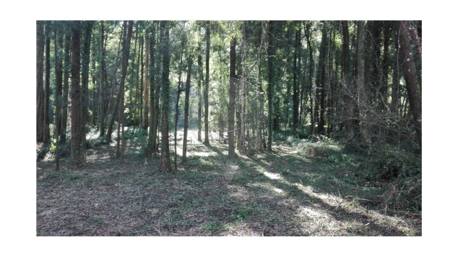 Terreno para Venda em Anta e Guetim Foto 6