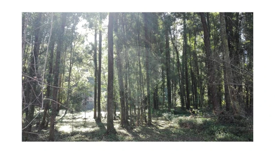 Terreno para Venda em Anta e Guetim Foto 2