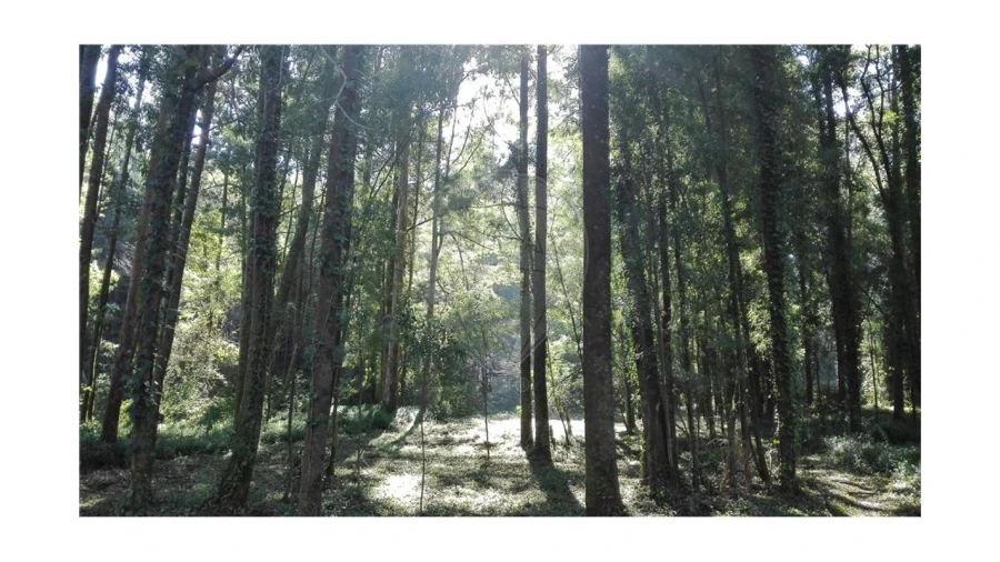 Terreno para Venda em Anta e Guetim Foto 5