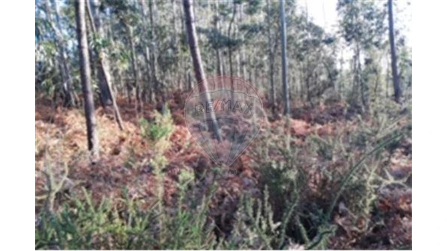 Terreno para Venda em Silvalde Foto 2