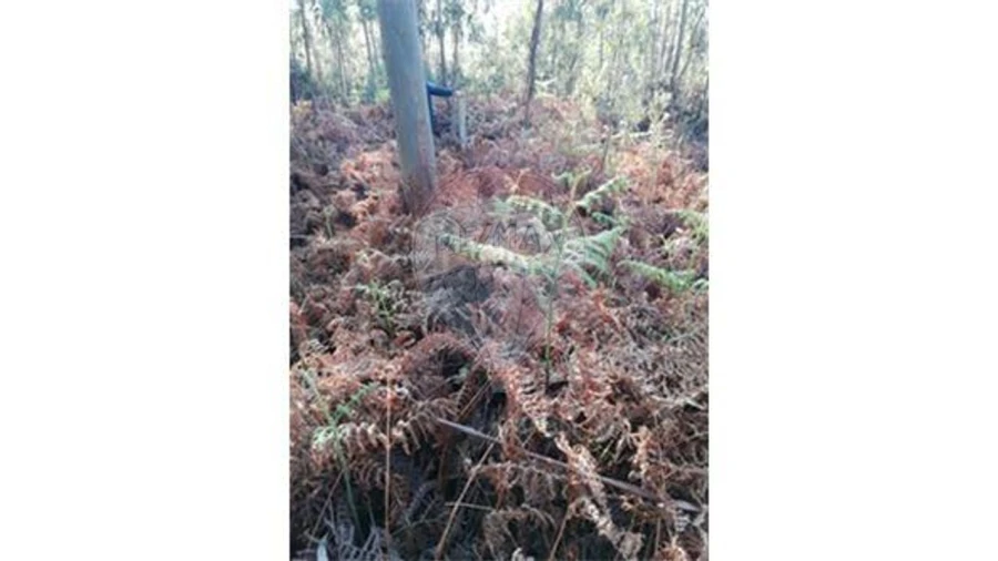 Terreno para Venda em Silvalde Foto 3