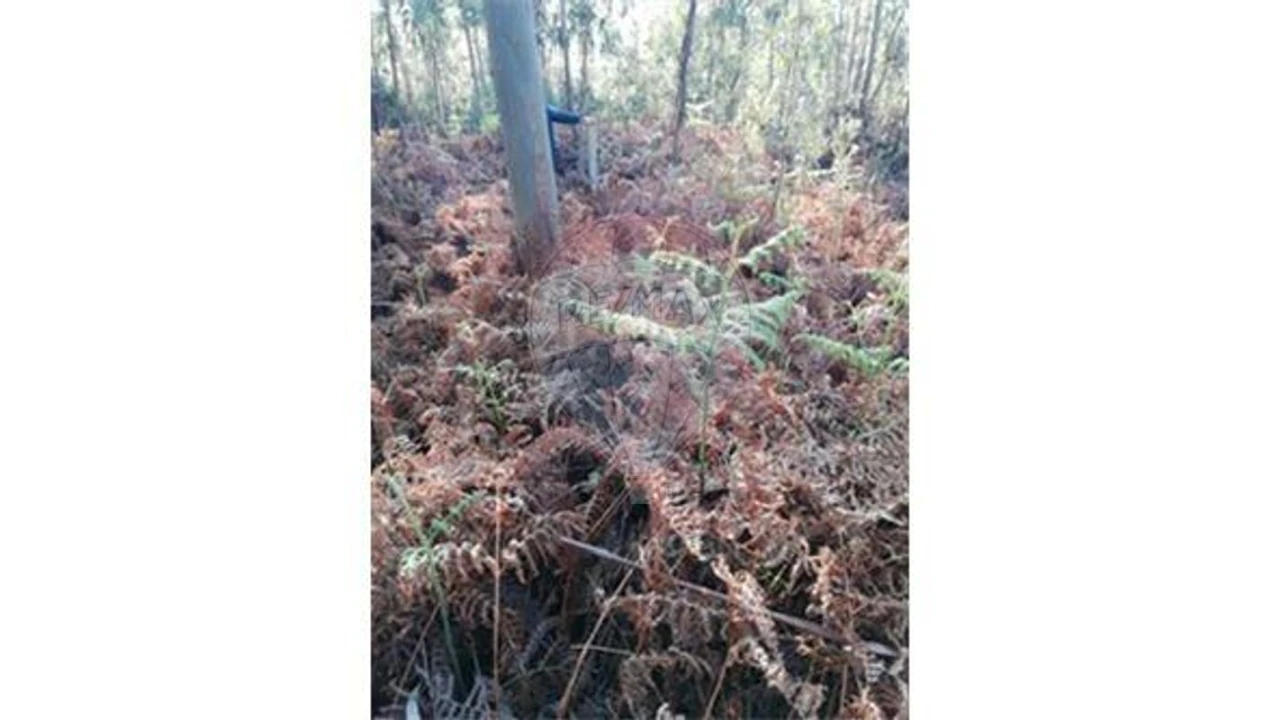 Terreno para Venda em Silvalde Foto 3