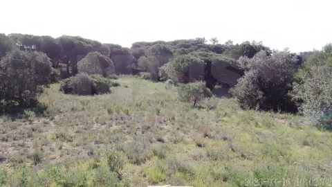 Terreno para Venda em Almancil