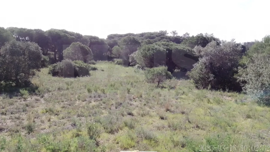 Terreno para Venda em Almancil Foto 5