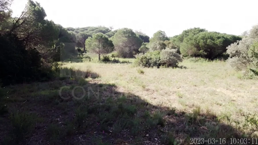 Terreno para Venda em Almancil Foto 3
