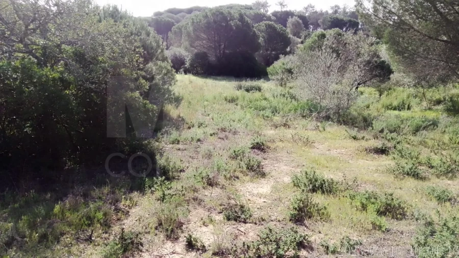 Terreno para Venda em Almancil Foto 2