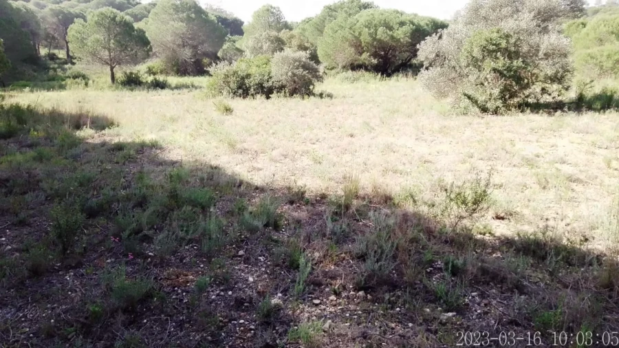 Terreno para Venda em Almancil Foto 4