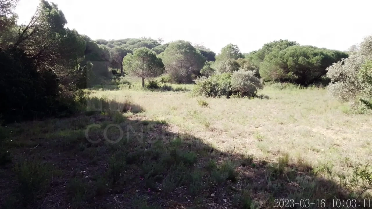 Terreno para Venda em Almancil Foto 3