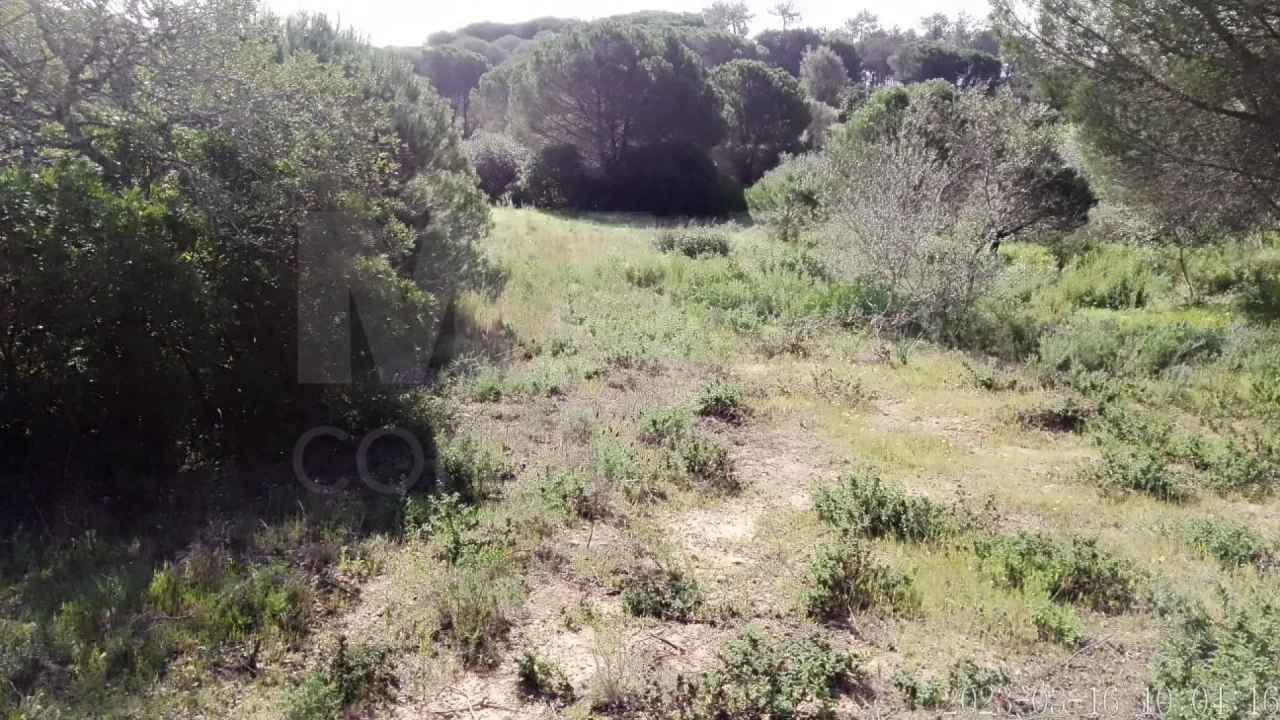 Terreno para Venda em Almancil Foto 2