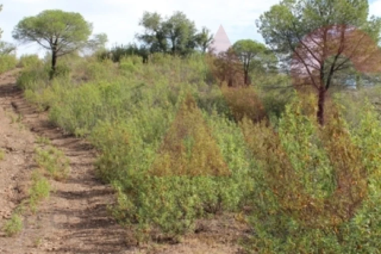 Quinta T0 para Venda em São Bartolomeu de Messines Foto 15