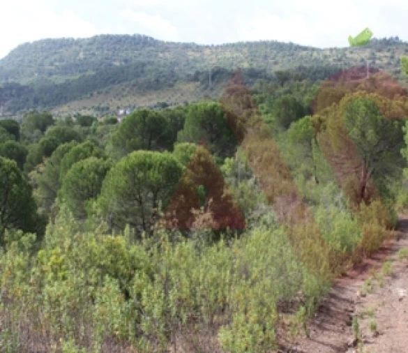 Quinta T0 para Venda em São Bartolomeu de Messines Foto 14